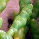 Salicornia pusilla