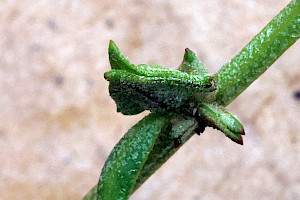 Babington's Orache: Atriplex glabriuscula