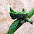 Atriplex glabriuscula - &copy; Charles Hipkin