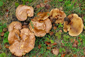Brown Rollrim: Paxillus involutus