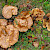 Paxillus involutus