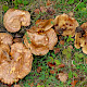 Paxillus involutus