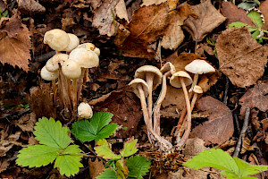Clustered Toughshank: Gymnopus confluens