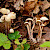 Gymnopus confluens - &copy; Charles Hipkin