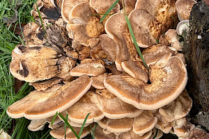 Giant Polypore: Meripilus giganteus
