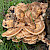 Meripilus giganteus - &copy; Charles Hipkin