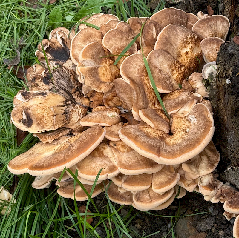 Meripilus giganteus - &copy; Charles Hipkin