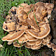 Meripilus giganteus