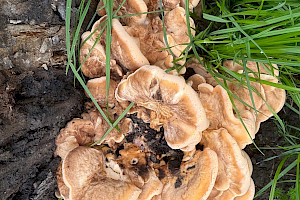 Giant Polypore: Meripilus giganteus