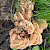 Meripilus giganteus - &copy; Charles Hipkin