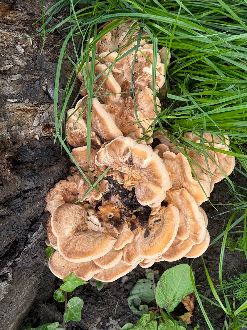 Meripilus giganteus - &copy; Charles Hipkin