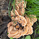 Meripilus giganteus