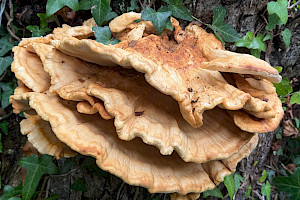 Chicken Of The Woods: Laetiporus sulphureus