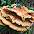Laetiporus sulphureus - &copy; Charles Hipkin
