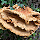 Laetiporus sulphureus