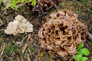 Shoehorn Oyster: Hohenbuehelia petaloides