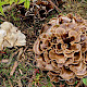 Hohenbuehelia petaloides