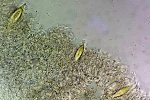 Shoehorn Oyster: Hohenbuehelia petaloides