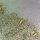 Hohenbuehelia petaloides