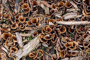 Shoehorn Oyster: Hohenbuehelia petaloides