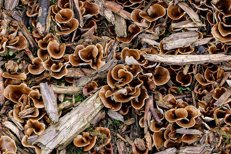 Hohenbuehelia petaloides - &copy; Charles Hipkin