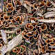 Hohenbuehelia petaloides