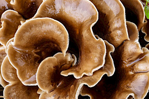Shoehorn Oyster: Hohenbuehelia petaloides
