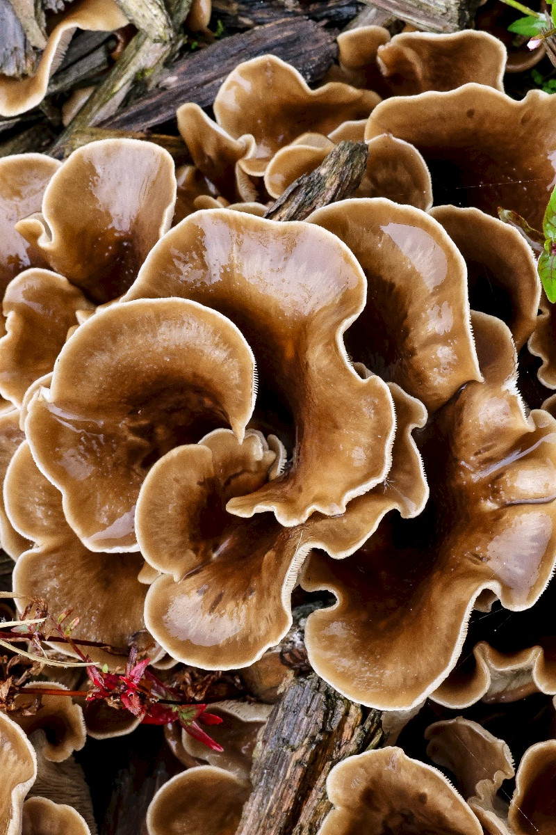 Hohenbuehelia petaloides - &copy; Charles Hipkin