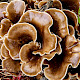 Hohenbuehelia petaloides