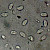 Hohenbuehelia petaloides