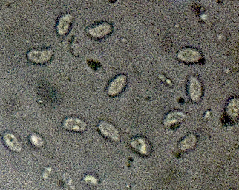 Hohenbuehelia petaloides