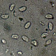 Hohenbuehelia petaloides
