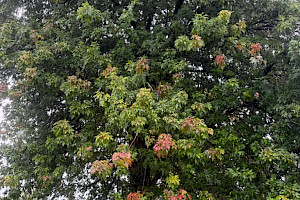 Silver Maple: Acer saccharinum