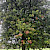 Acer saccharinum - &copy; Charles Hipkin