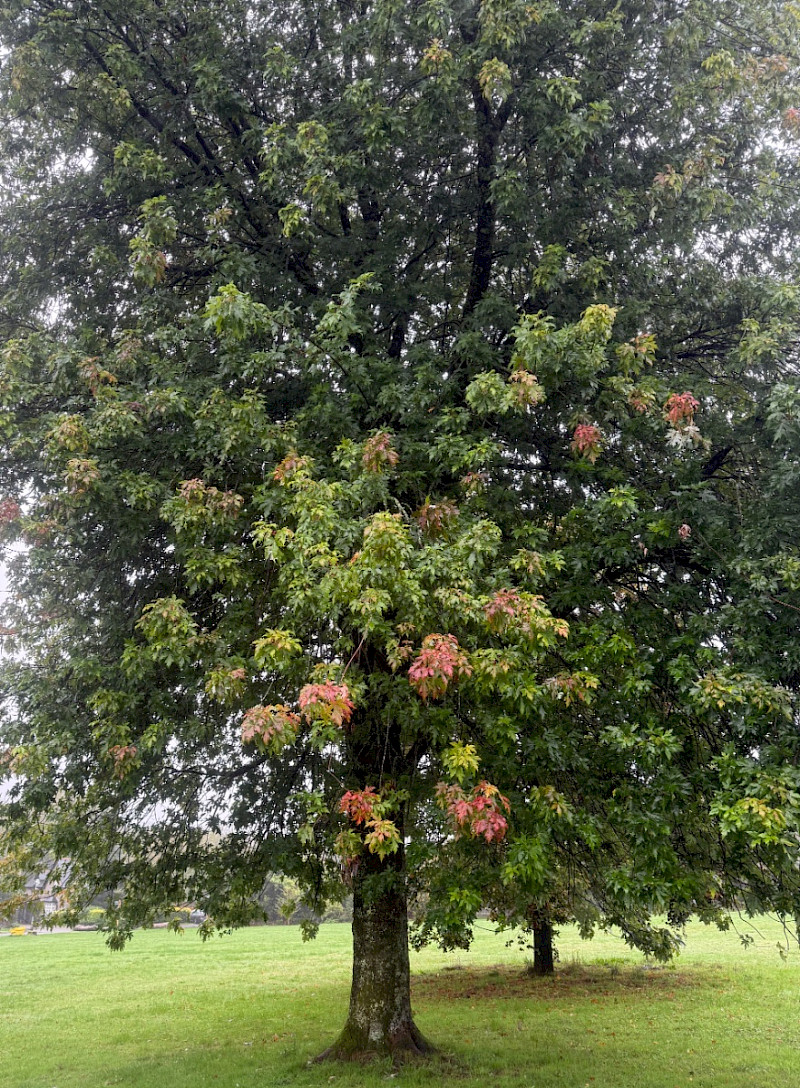 Acer saccharinum - &copy; Charles Hipkin