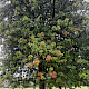Acer saccharinum