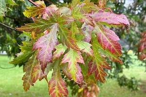 Silver Maple: Acer saccharinum