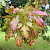 Acer saccharinum - &copy; Charles Hipkin