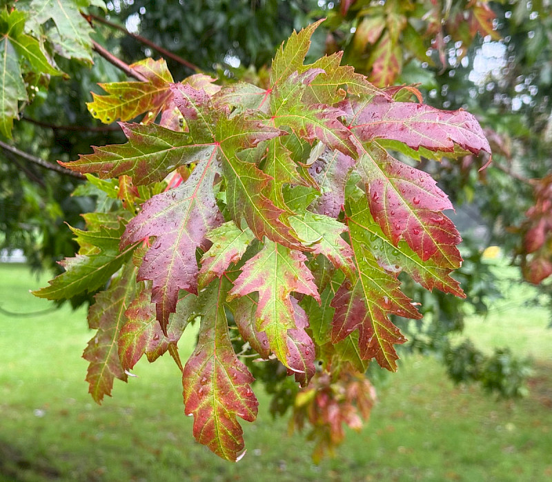 Acer saccharinum - &copy; Charles Hipkin