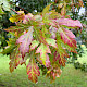 Acer saccharinum