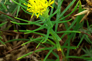 Aster linosyris Goldilocks Aster