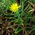 Aster linosyris - &copy; Charles Hipkin