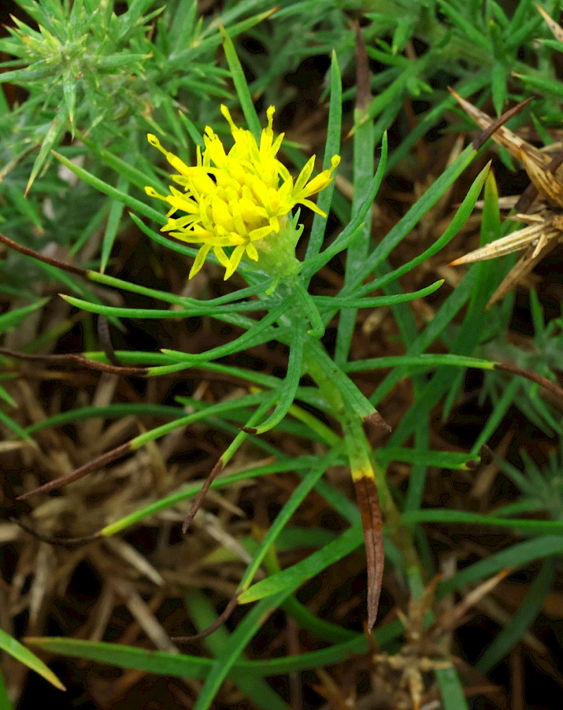 Aster linosyris - &copy; Charles Hipkin