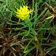 Aster linosyris