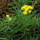 Aster linosyris