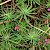 Aster linosyris - &copy; Charles Hipkin