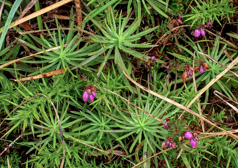Aster linosyris - &copy; Charles Hipkin