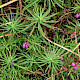 Aster linosyris
