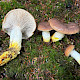Gomphidius glutinosus