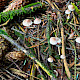 Mycena capillaripes